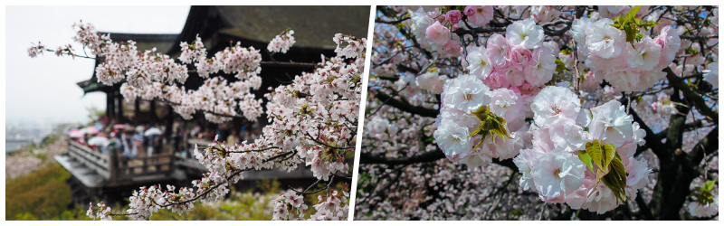 Du Lịch Nhật Bản mùa hoa anh đào