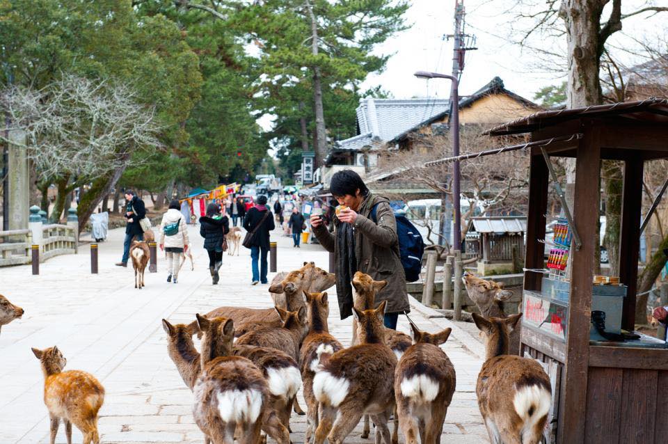 Tour Nhật Bản tết âm lịch 6N5Đ thăm công viên Nara