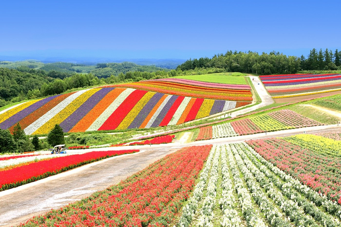 Furano Hokkaido bốn mùa hoa 