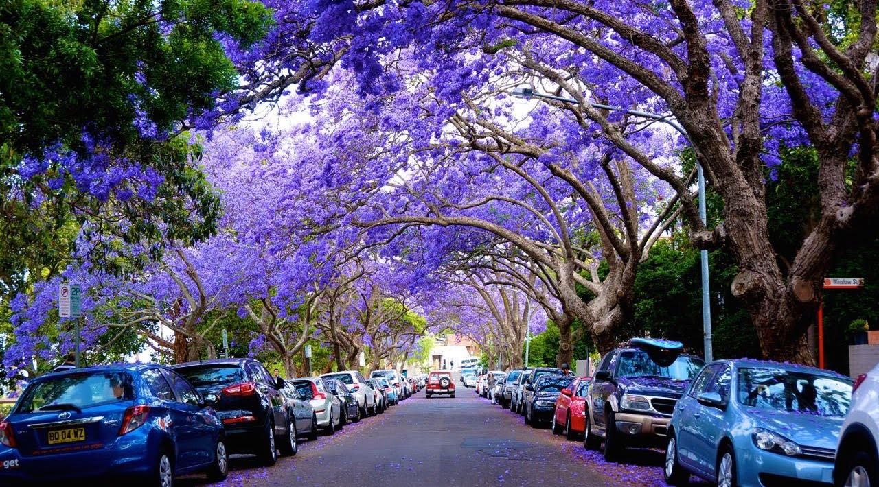 Úc mùa hoa Phượng Tím