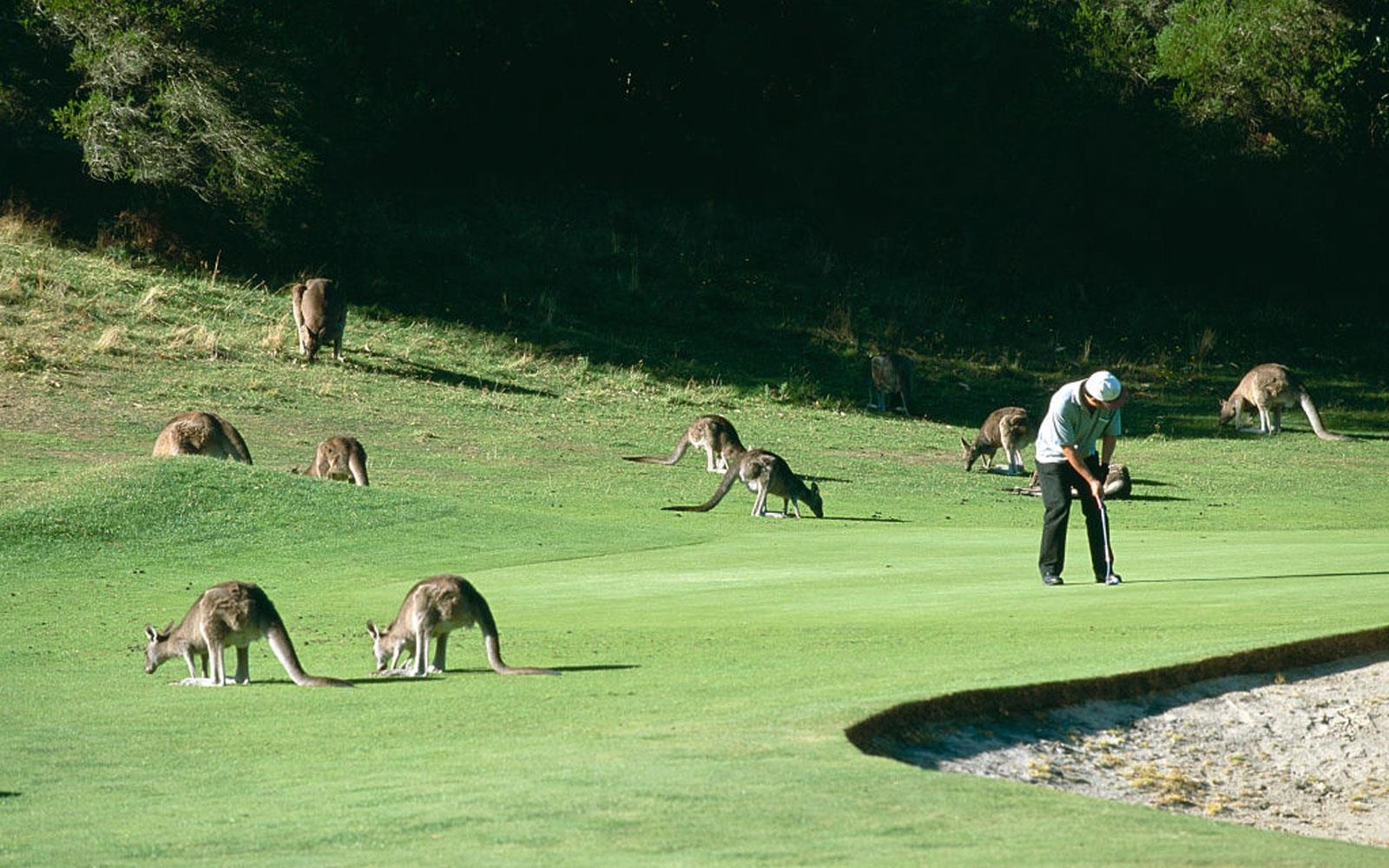 Tour Golf Úc