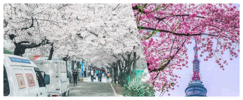 Sắc hoa anh đào Hàn quốc