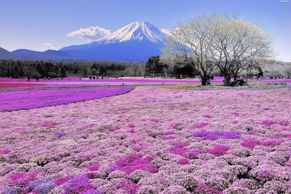 Núi Phú Sĩ bốn mùa hoa