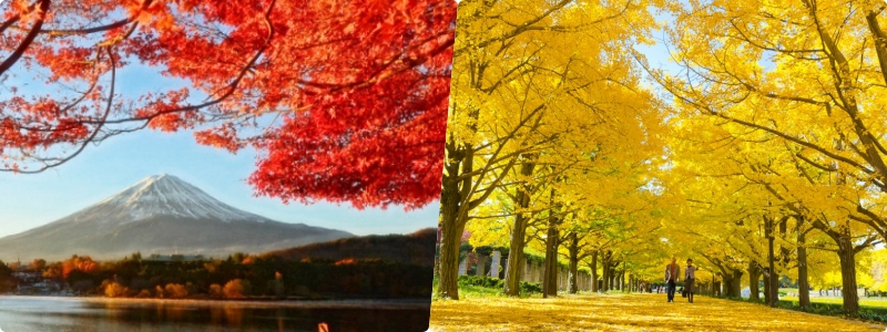 Du lịch Nhật Bản mùa lá vàng lá đỏ