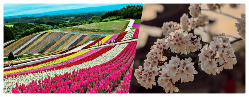 Tour Hokkaido ngắm hoa anh đào