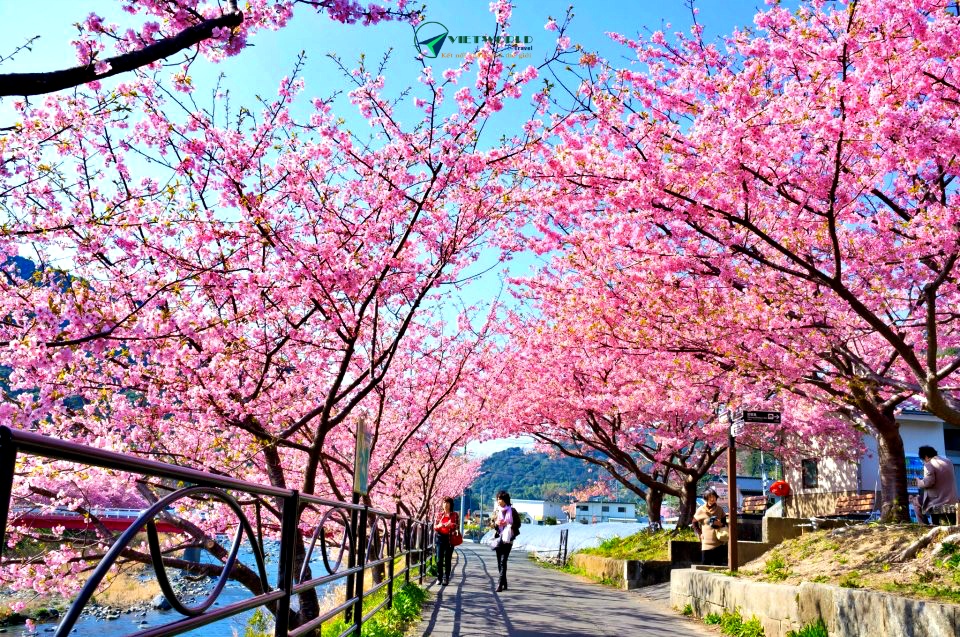 Du lịch Nhật Bản mùa xuân ngắm hoa anh đào