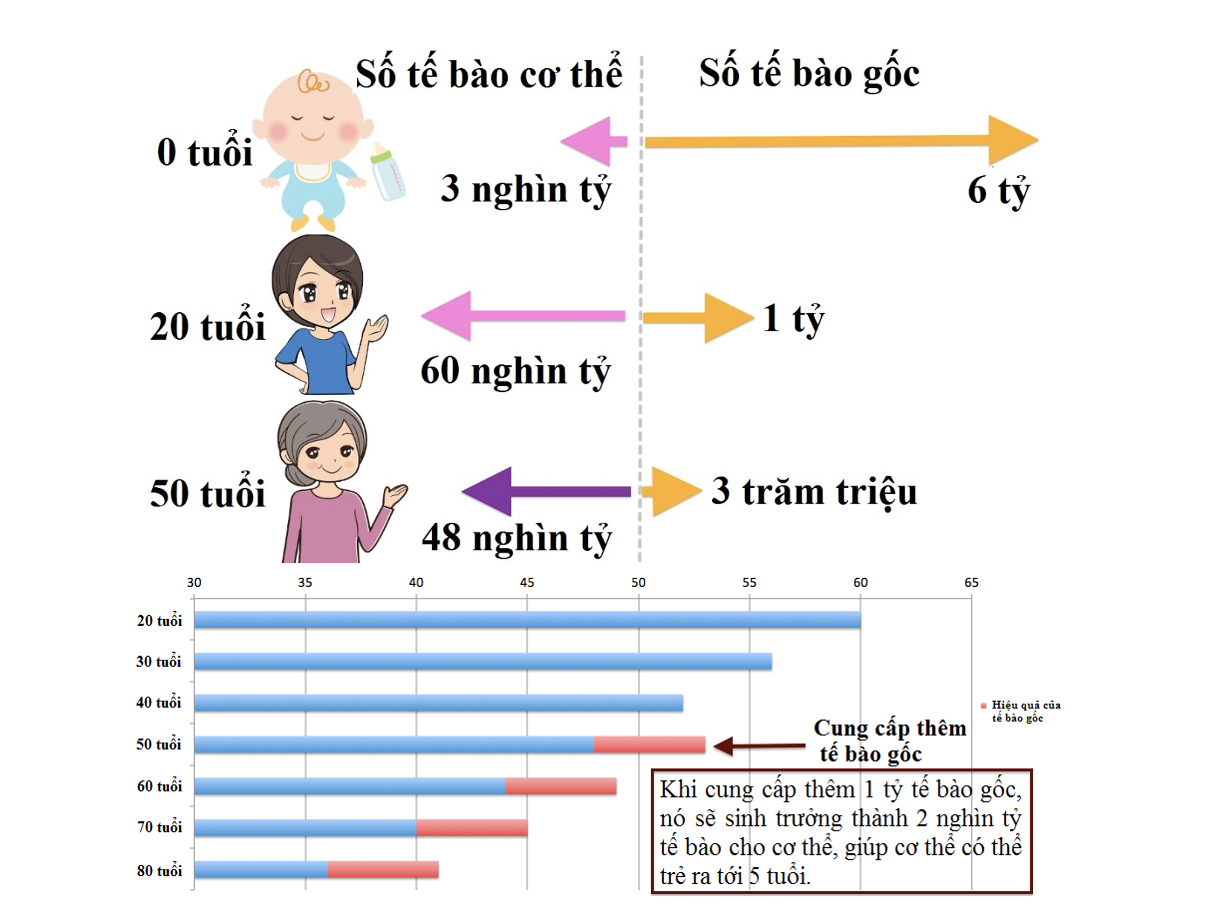 Hiệu quả của tế bào gốc