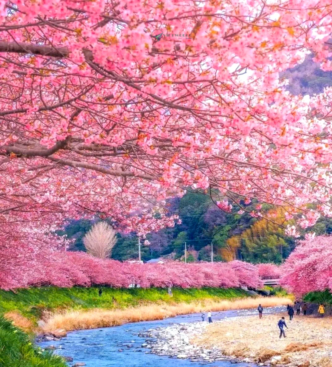 Tour Nhật ngắm hoa anh đào
