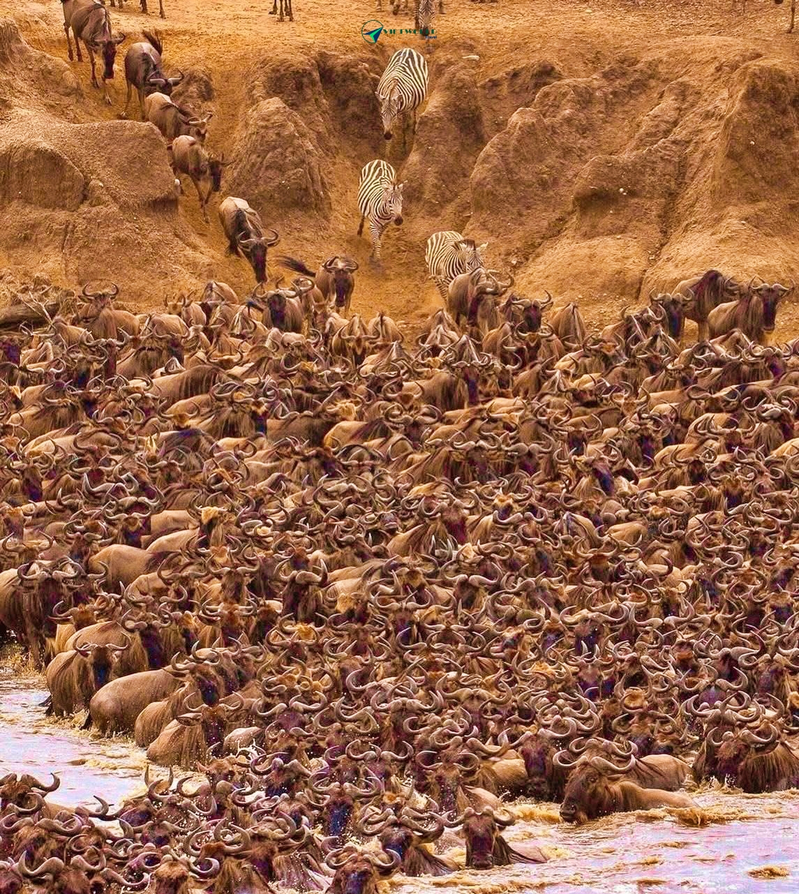 Linh dương đầu bò - Vườn quốc gia Serengeti - Tanzania 