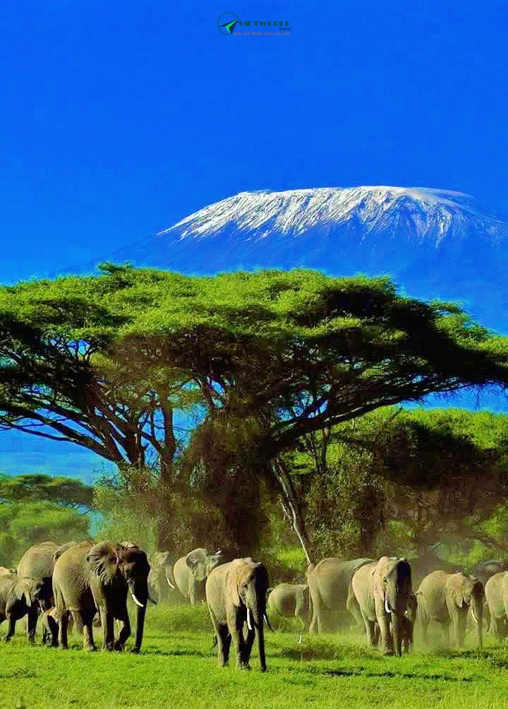 Núi Kilimanjaro - Ngọn núi cao nhất Châu Phi 