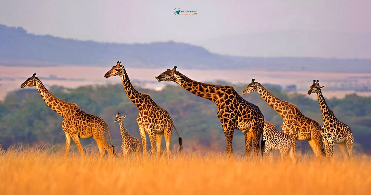khu bảo tồn thiên nhiên Serengeti Tanzania