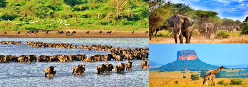 Tour 3 nước đông phi mùa thú di cư