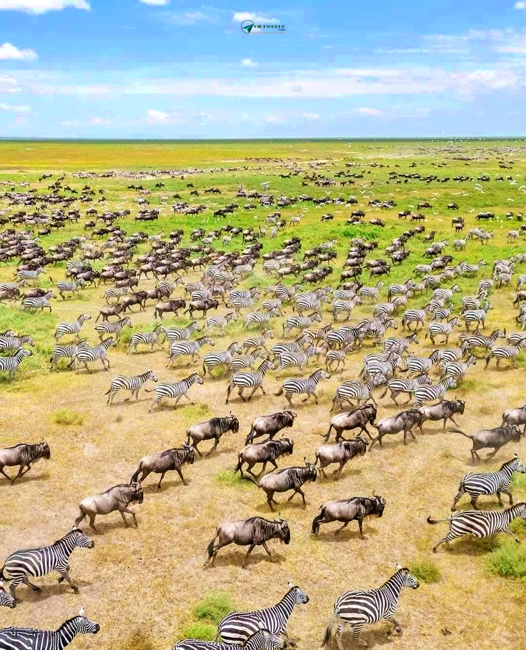 Vườn quốc gia Serengeti 