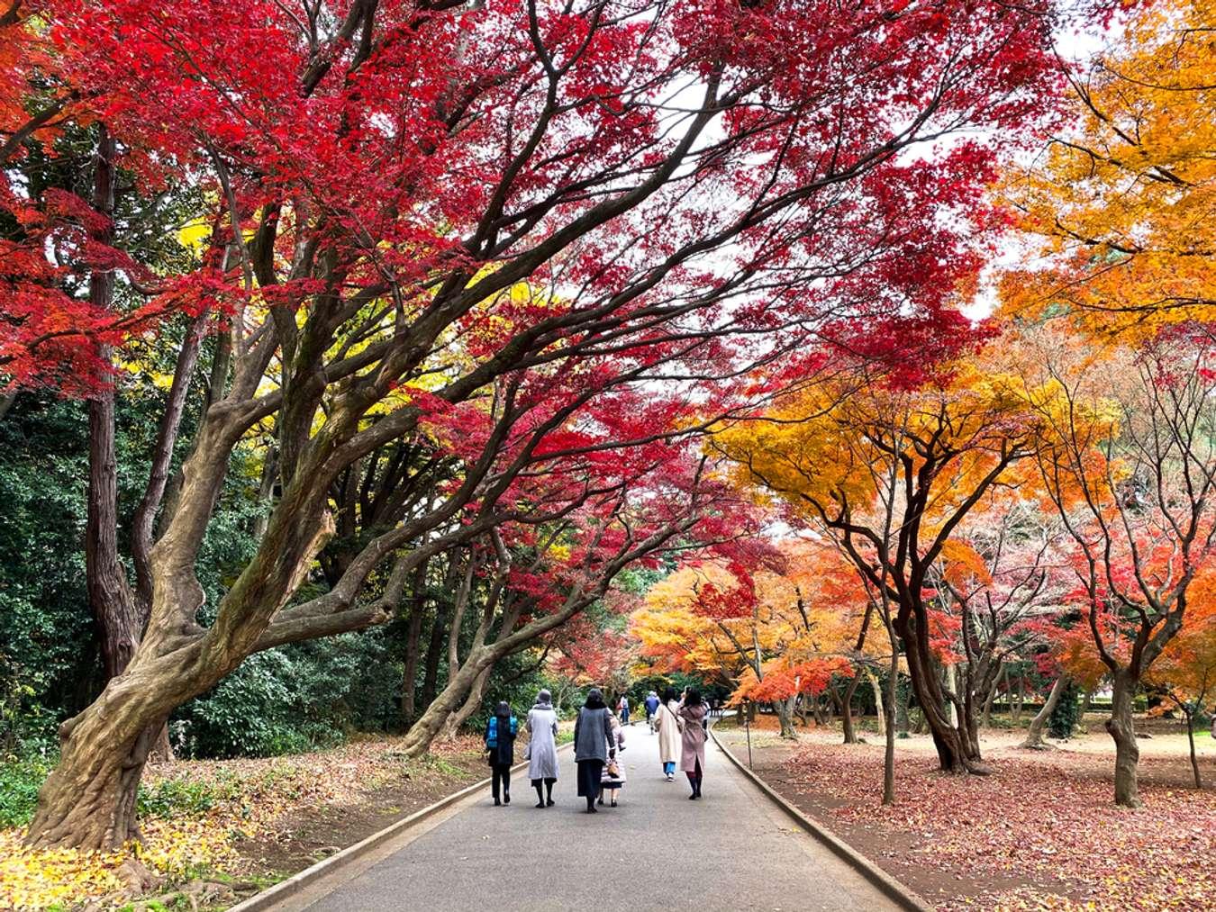 Shinjuku-Gyoen