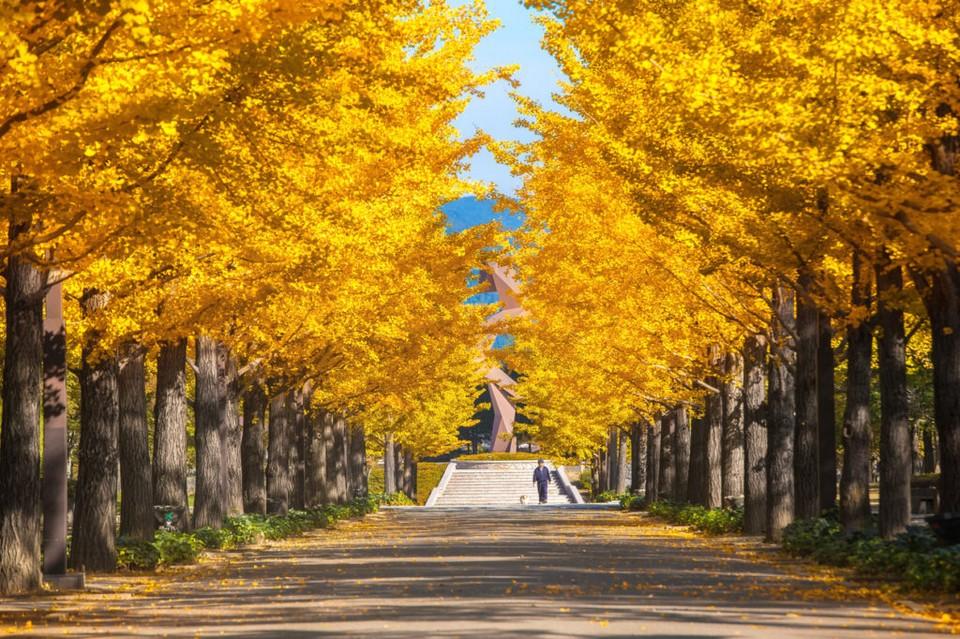Tokyo mùa thu – 8 địa điểm chụp hình đẹp nhất Tokyo